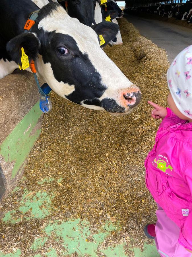 Ferienwohnung Apolo Münstermaifeld Exteriör bild